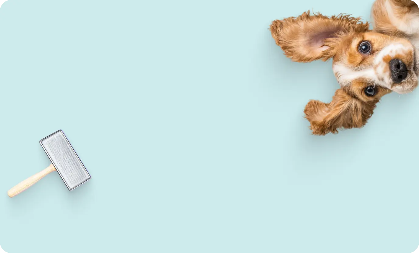 right card background mobile