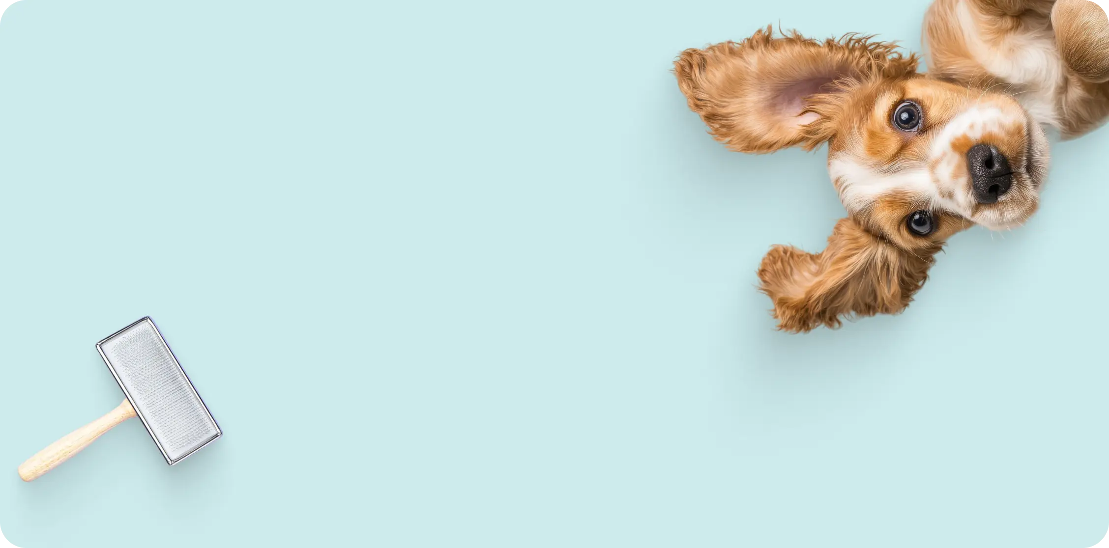 right card background