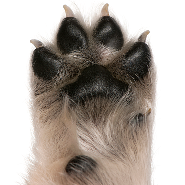 Cat paws