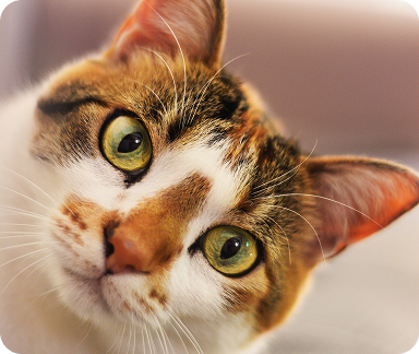 Cat face