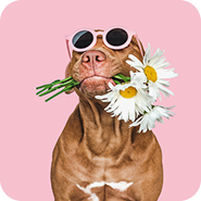 Dog with sunglasses